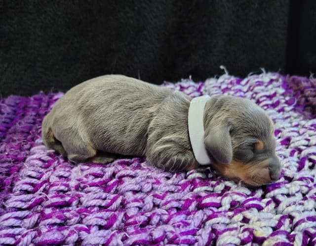 Dachshund Puppies media 7