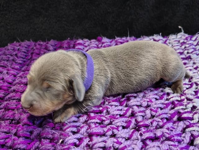 Dachshund Puppies media 2