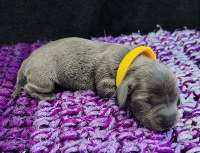 Dachshund Puppies media 11
