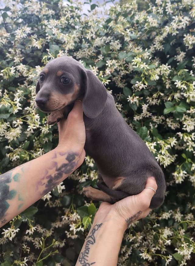 Dachshund Puppies media 4