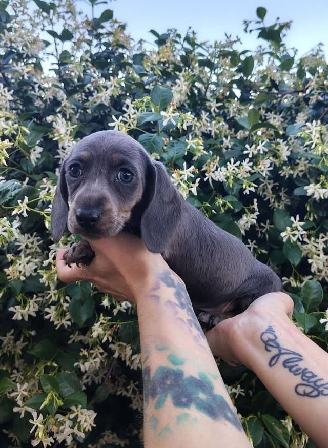 Dachshund Puppies media 13