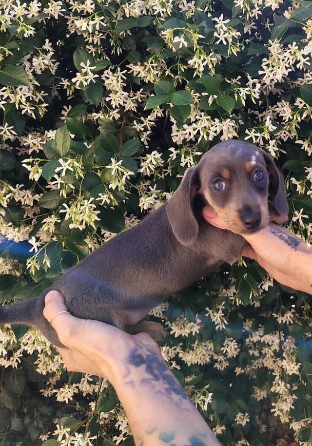 Dachshund Puppies media 9