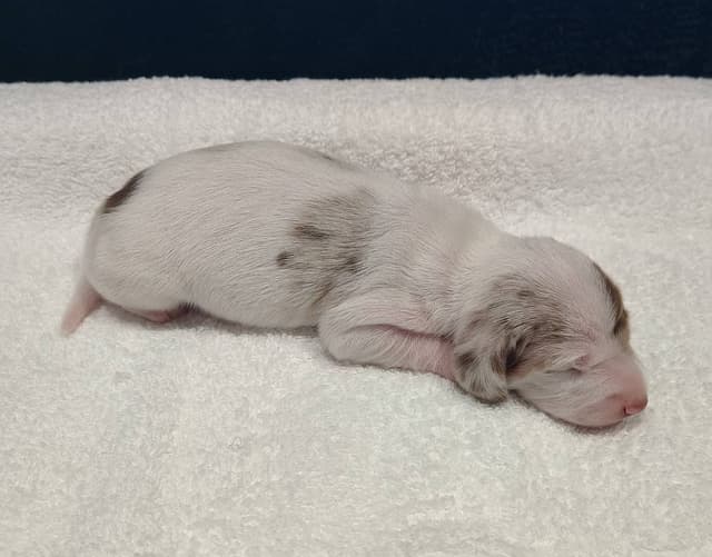 Dachshund Puppies media 3