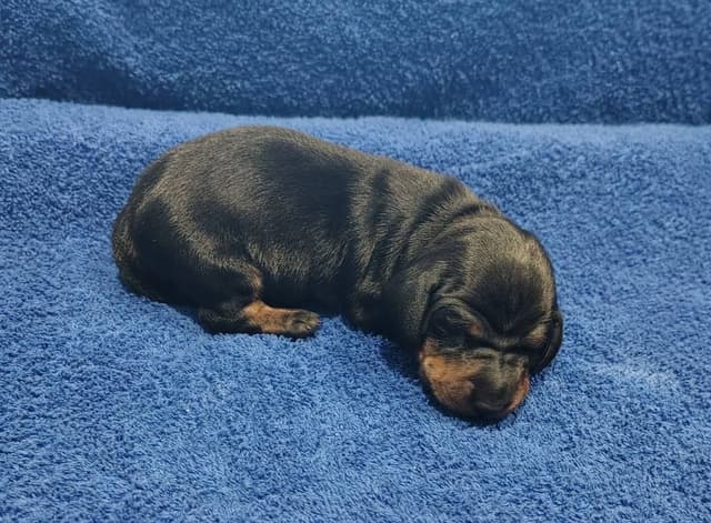Dachshund Puppies media 2