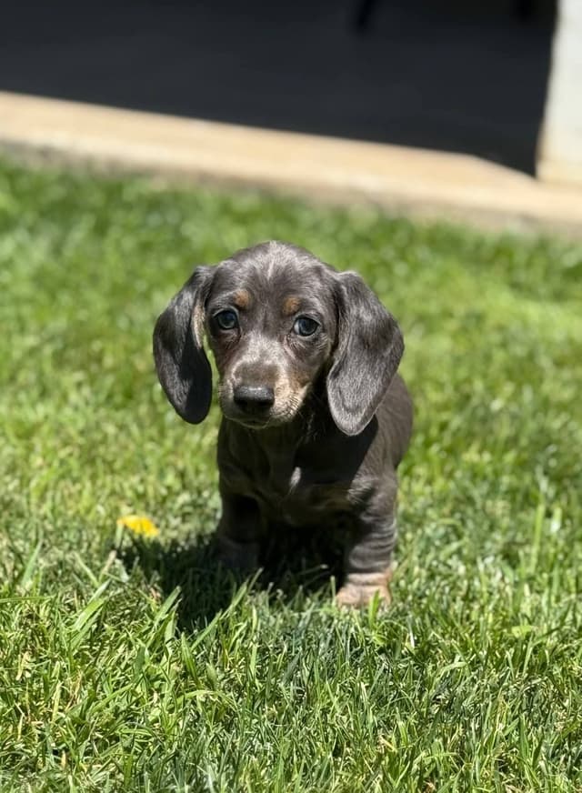 Dachshund Puppies media 14