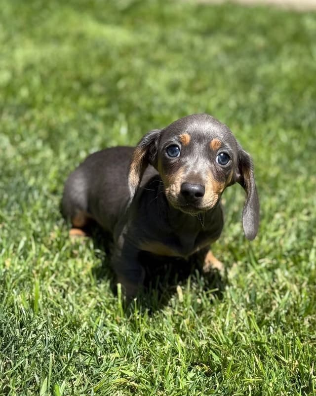 Dachshund Puppies media 10
