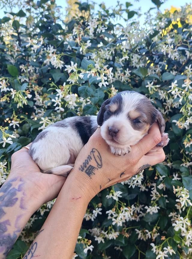 Dachshund Puppies media 5