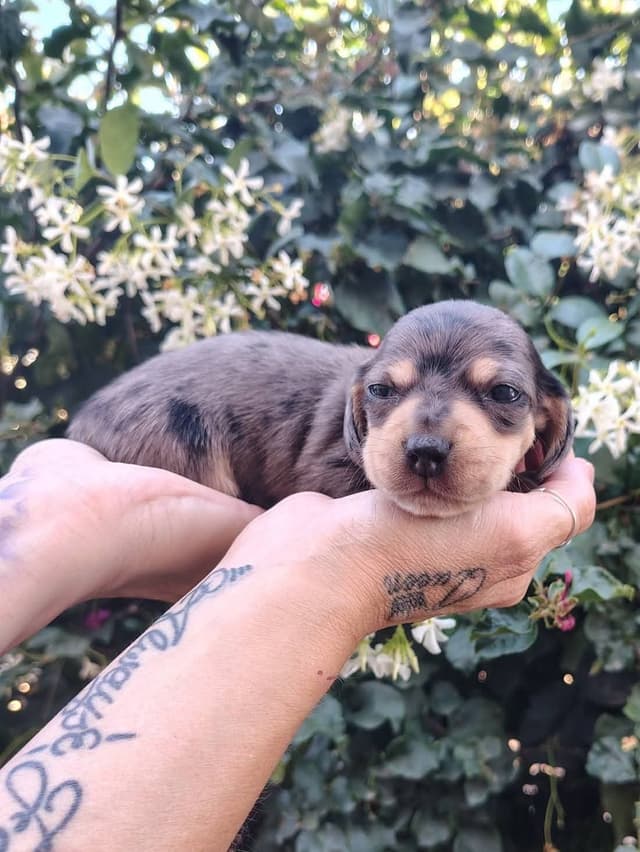 Dachshund Puppies media 3