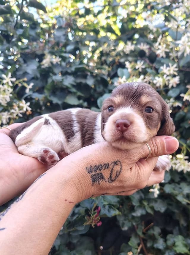 Dachshund Puppies media 4