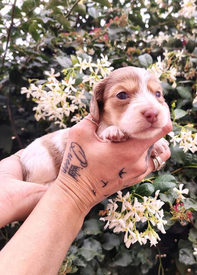 Dachshund Puppies media 2