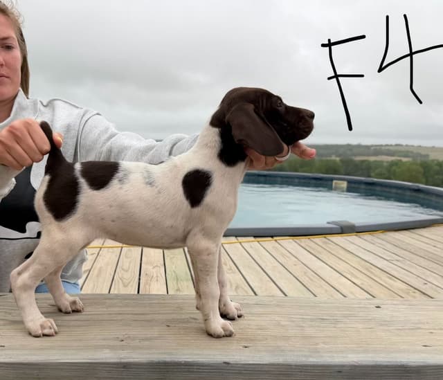 German Shorthaired Pointer Puppies media 2
