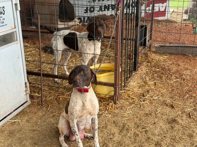 German Shorthaired Pointer Puppies media 3