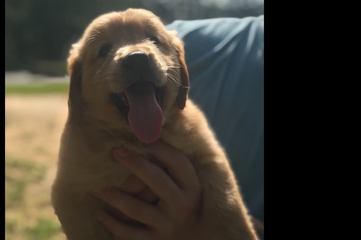 Golden Retriever Puppies breeder image 1