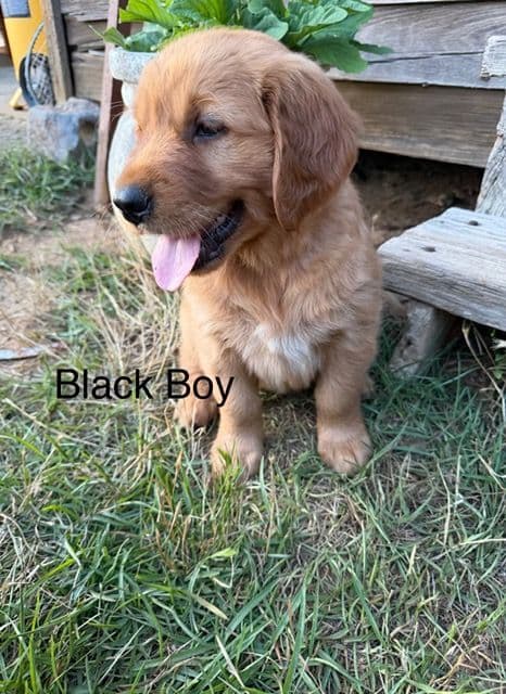 Golden Retriever Puppies media 2
