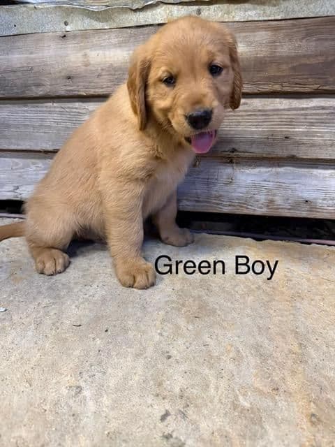 Golden Retriever Puppies media 4
