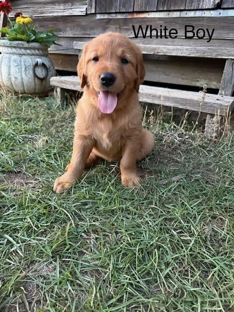 Golden Retriever Puppies media 5