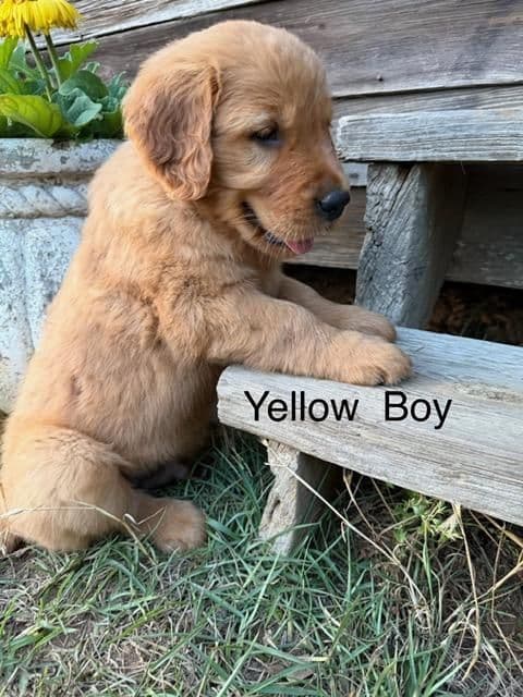 Golden Retriever Puppies media 6