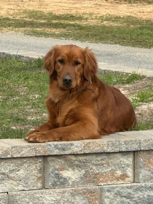 Golden Retriever Puppies media 8