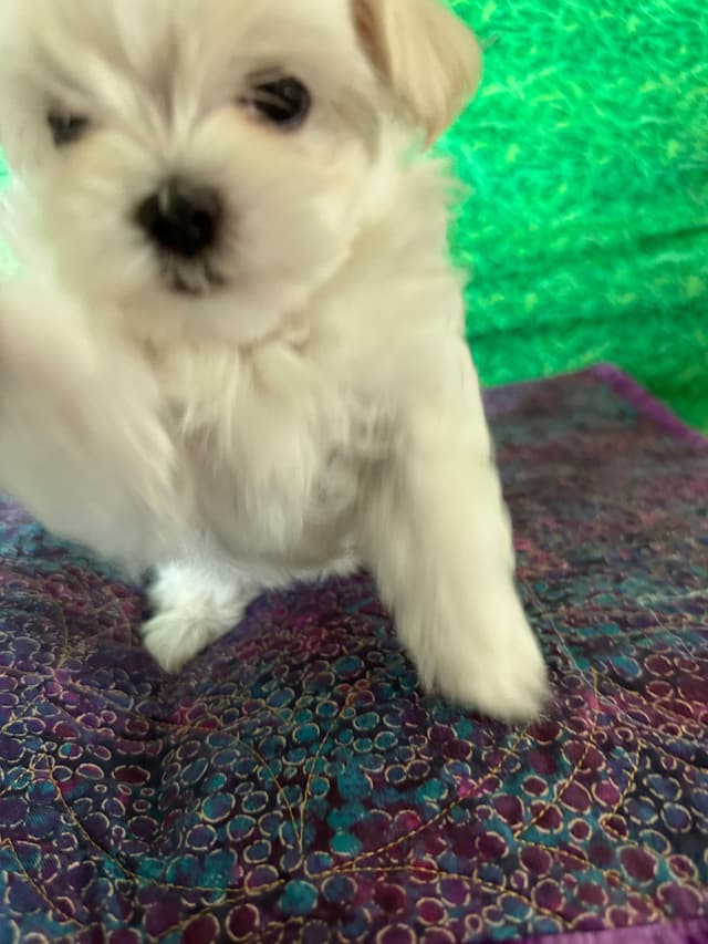 Maltese Puppies media 2