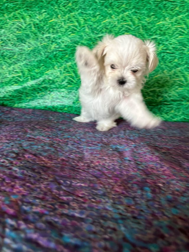 Maltese Puppies media 3