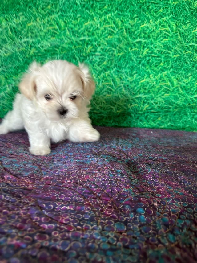 Maltese Puppies media 4