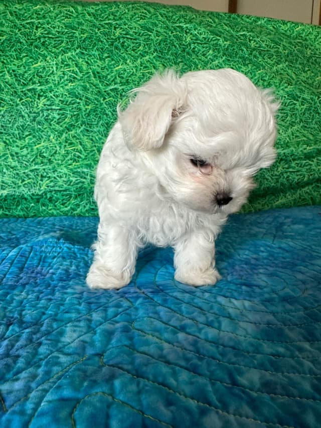 Maltese Puppies media 6