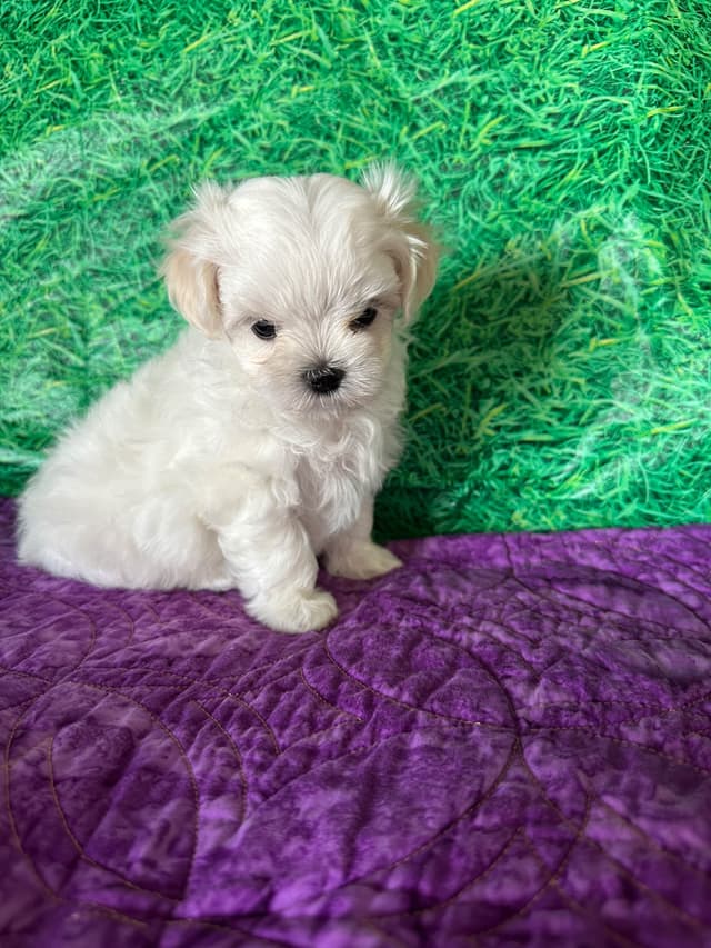 Maltese Puppies media 5