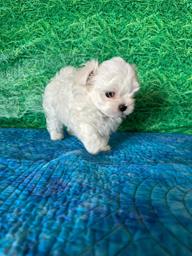 Maltese Puppies media 7
