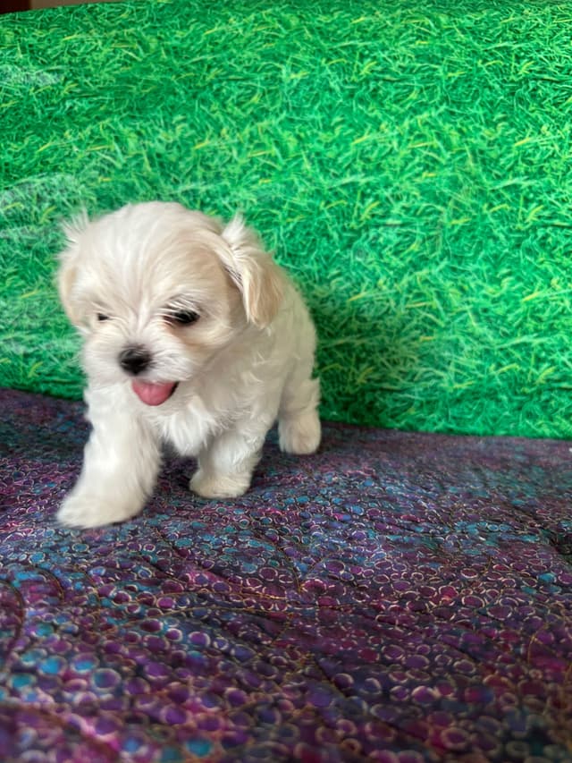 Maltese Puppies media 8