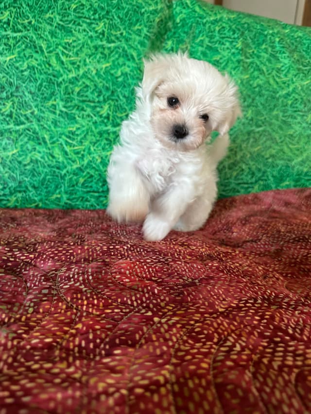 Maltese Puppies media 7