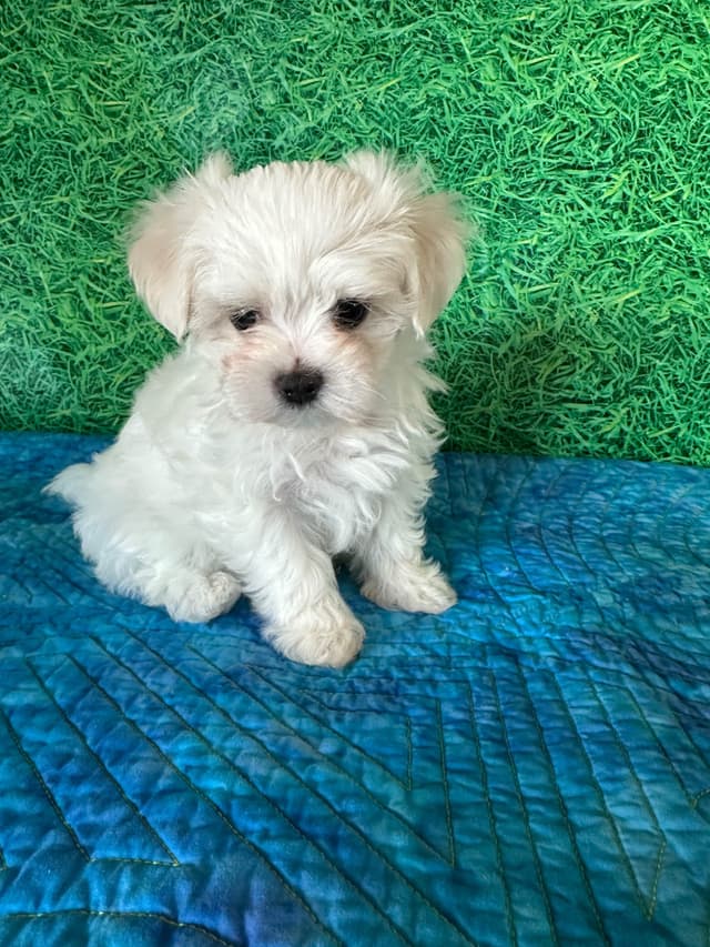 Maltese Puppies media 10