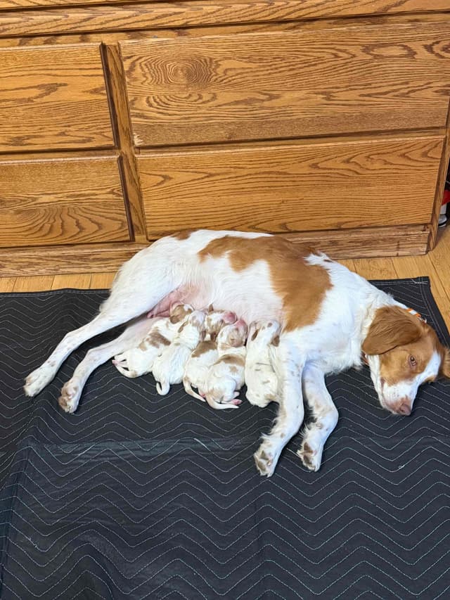 Brittany Puppies media 3