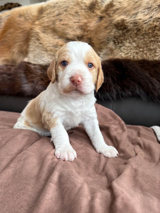 Brittany Puppies media 5