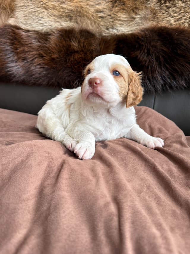 Brittany Puppies media 6