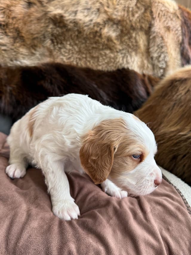 Brittany Puppies media 7