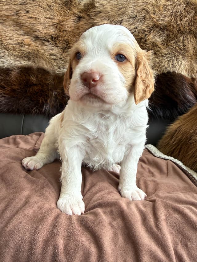 Brittany Puppies media 8