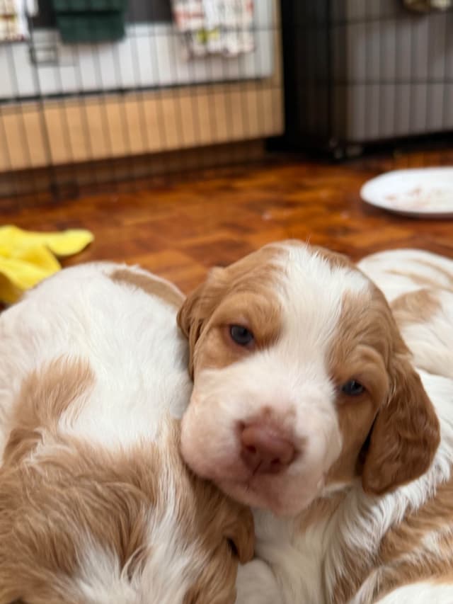 Brittany Puppies media 9
