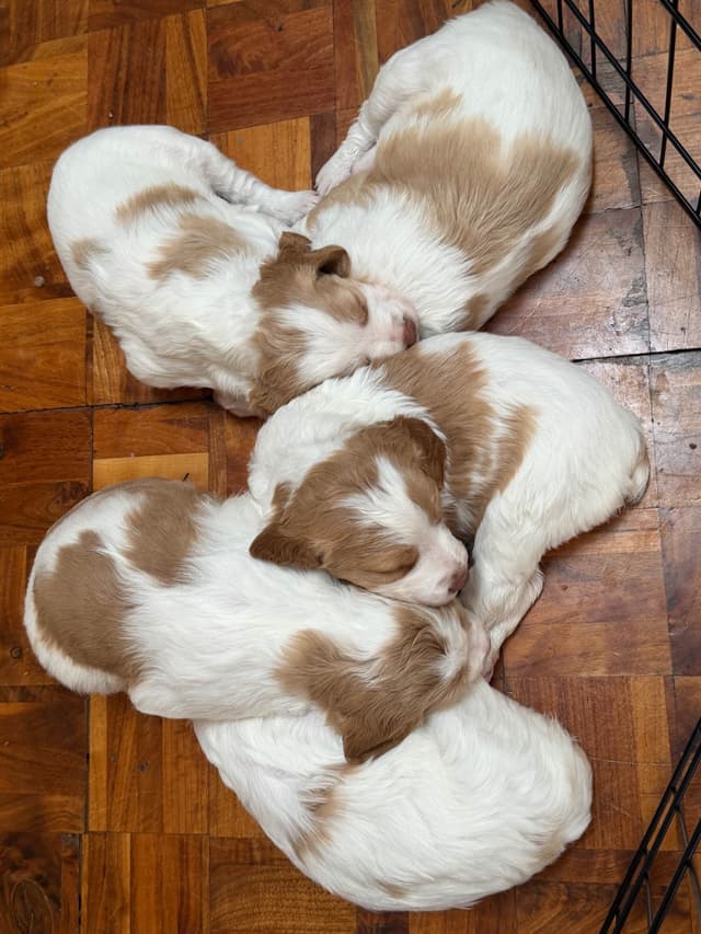 Brittany Puppies media 10