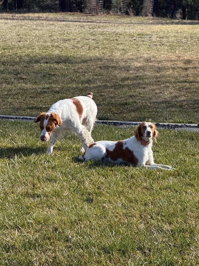 Brittany Puppies media 15