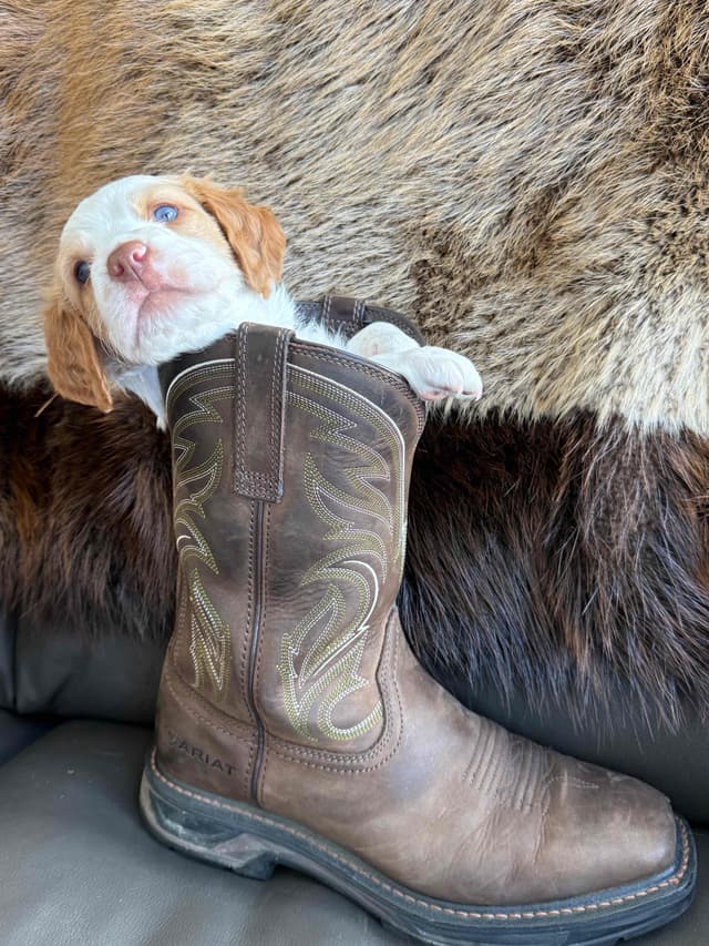Brittany Puppies media 17