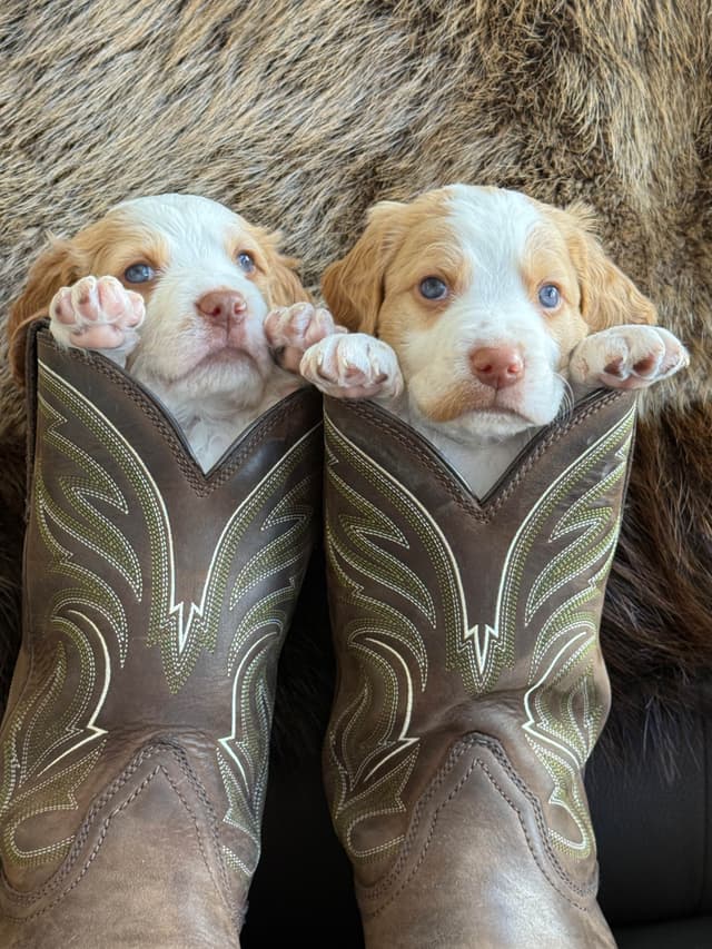 Brittany Puppies media 18