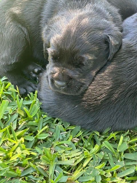 Labrador Retriever Puppies media 2