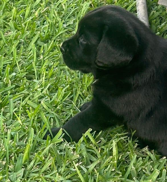 Labrador Retriever Puppies media 3