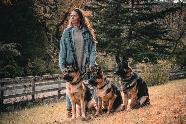 GSD Puppies-Wisconsin-bred, Health-tested, Family-raised. media 2