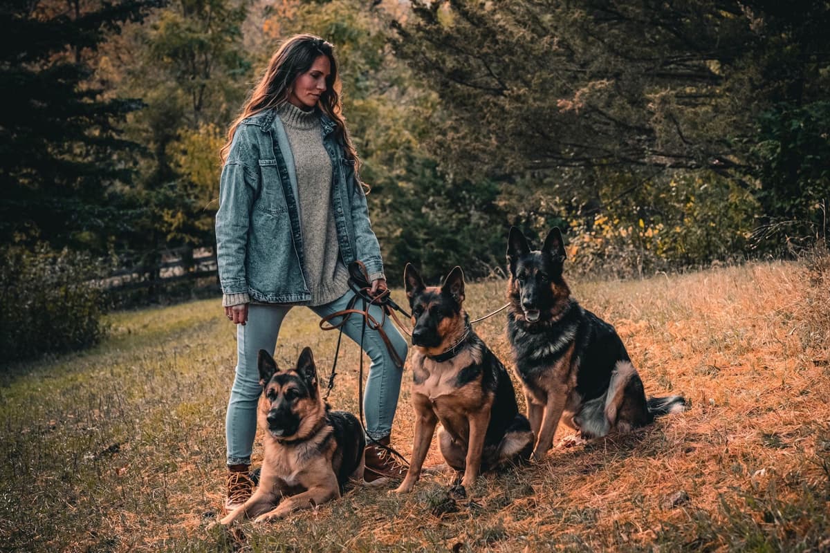 GSD Puppies-Wisconsin-bred, Health-tested, Family-raised. breeder image 1