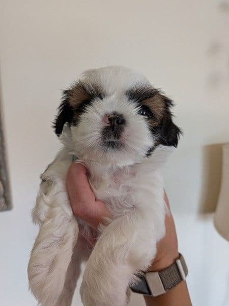 Shih Tzu Puppies media 2