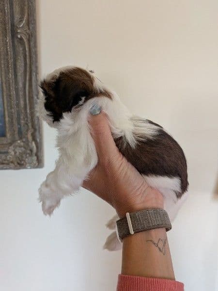Shih Tzu Puppies media 3