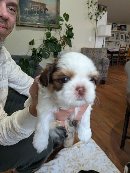 Shih Tzu Puppies media 4