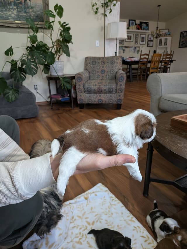 Shih Tzu Puppies media 5