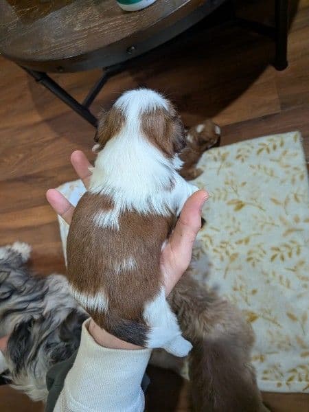 Shih Tzu Puppies media 6
